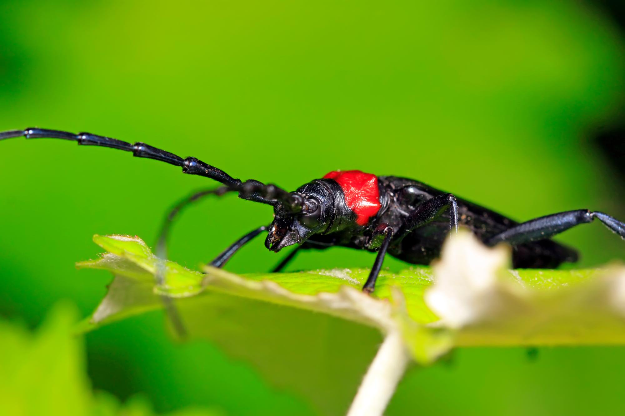 Asiatischer Moschusbockkäfer Rosenheim 