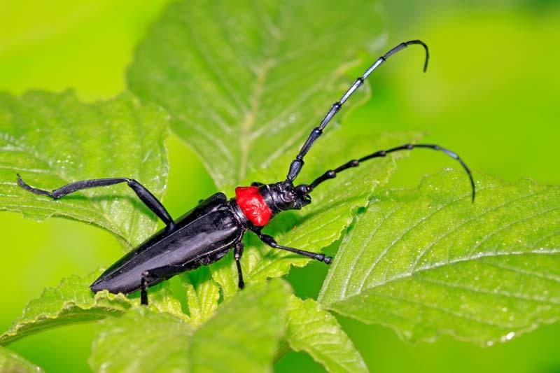 Asiatischer Moschusbockkäfer Rosenheim 