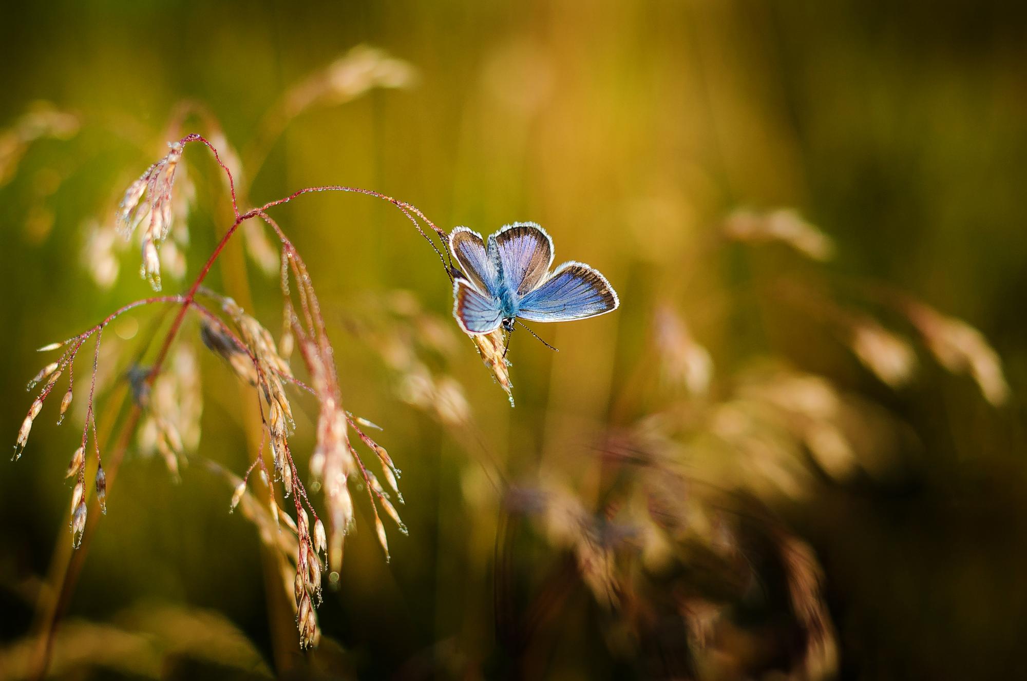 butterfly ©pixabay